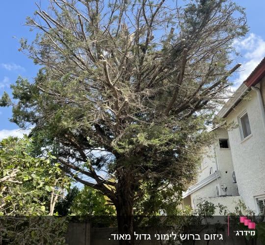 עץ גזום עם ענפים חתוכים בשטח חצר
